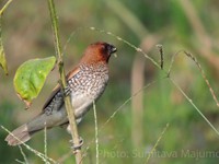 Brown Thrasher