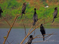 Little Cormorant