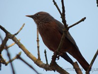 Chestnut-Tailed Starling