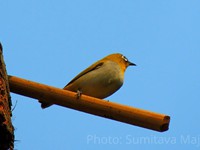 Oriental White eye