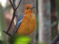 Orange headed Thrush