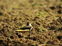 Yellow Wagtail