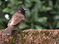 Red Vented Bulbul