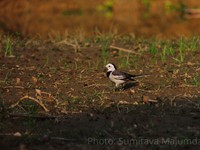 White Wagtail