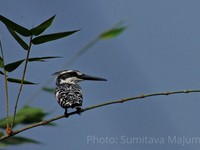 Pied Kingfisher