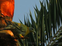 Yellow-footed Green Pigeon