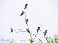 Bee-eaters