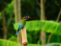 Blue-tailed bee-eater