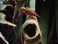 Weaver Bird