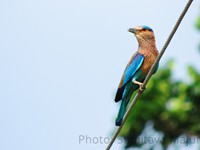 Indian Roller