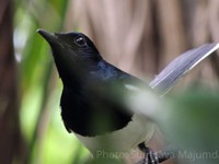 Oriental Magpie-Robin