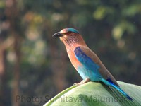 Indian Roller