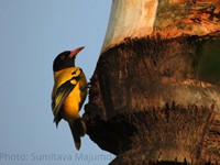 Black_Hooded Oriole