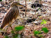 Pond Heron