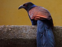 Greater Coucal