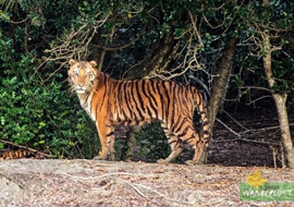 Sunderban