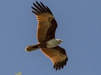 Brahminy Kite