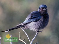 Bronzed Drongo