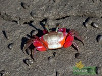 Crab