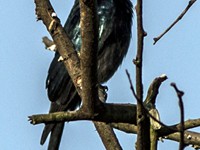 Jungle Crow