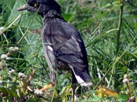 Jungle Myna