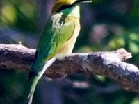 Green Bee Eater