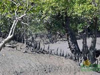 Mangrove Forest