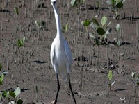 Mangrove Heron