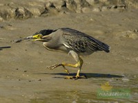 Pond Heron