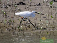 Little Egret