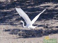 Large Egret