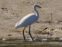 Great Egret