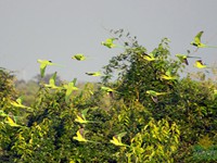 Rose Ringed Parakeet