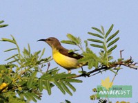 Rumped Sunbird female