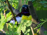 Rumped Sunbird male