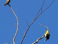 Purple Rumped Sunbird male