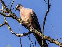 Spotted Dove