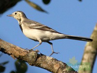 White Wagtail