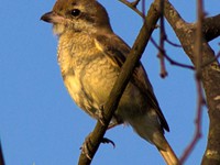 Brown Shrike