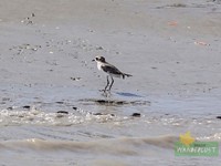 Leaser sand plover