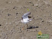 Red Shank