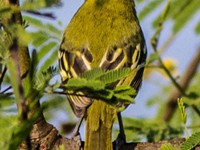 Common Iora