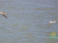 Sand Piper