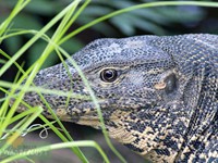 Water monitor lizzerd