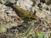 Olive back Pipit