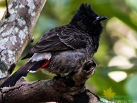 Red Vented Bulbul