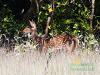 Spotted Deer