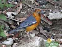 Orange headed Thrush