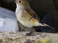 Red throated flycatcher female