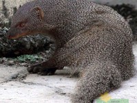 Mongoose